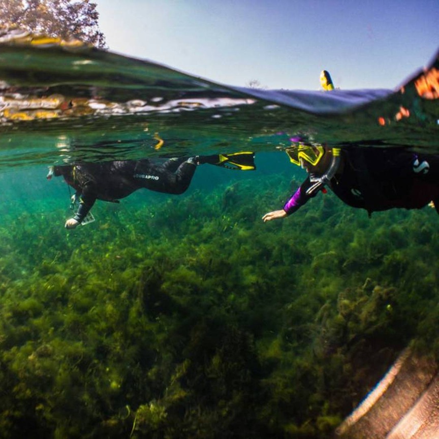 Splash into Science Snorkel Tour at The Meadows Center