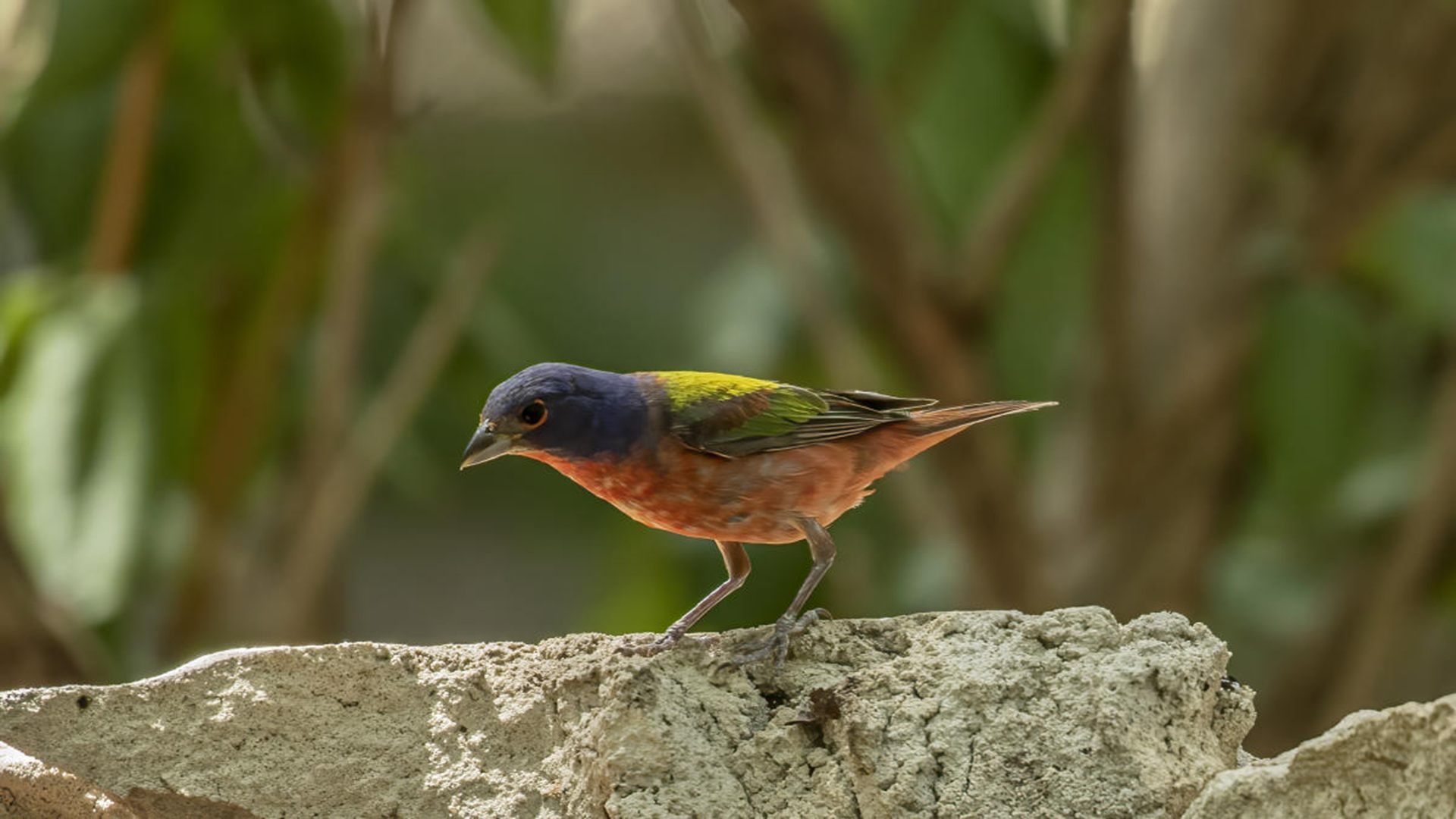 The Natural and Cultural History of Central Texas Plants and Animals at San Marcos Public Library